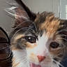 animal, blurred, calico, cat, close_up, cute, domestic, face, feline, fur, glasses, indoor, kitten, mammal, person, pet, playful, tongue_out, whiskers, young