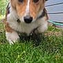 dog, corgi, puppy, grass, ears, outdoor, house, blue_siding, pet, animal, closeup, nature, cute, young, mammal, fur, nose, collar, playful, green