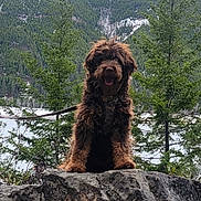 Archie is registered to the contest to win money with this photo: dog, brown_dog, fluffy_dog, rock, mountains, pine_trees, forest, outdoor, nature, scenic, snow, leash, pet, animal, wildlife, landscape, happy_dog, fur, tongue_out, adventure