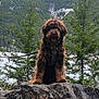dog, brown_dog, fluffy_dog, rock, mountains, pine_trees, forest, outdoor, nature, scenic, snow, leash, pet, animal, wildlife, landscape, happy_dog, fur, tongue_out, adventure