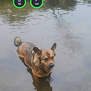 Molly is registered to the contest to win money with this photo: animal, canine, dog, fox, germanshepherd, greyfox, hockey, icehockey, icehockeypuck, kitfox, land, nature, outdoors, pet, pond, redfox, rink, skating, sport, water