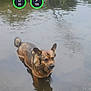 animal, canine, dog, fox, germanshepherd, greyfox, hockey, icehockey, icehockeypuck, kitfox, land, nature, outdoors, pet, pond, redfox, rink, skating, sport, water