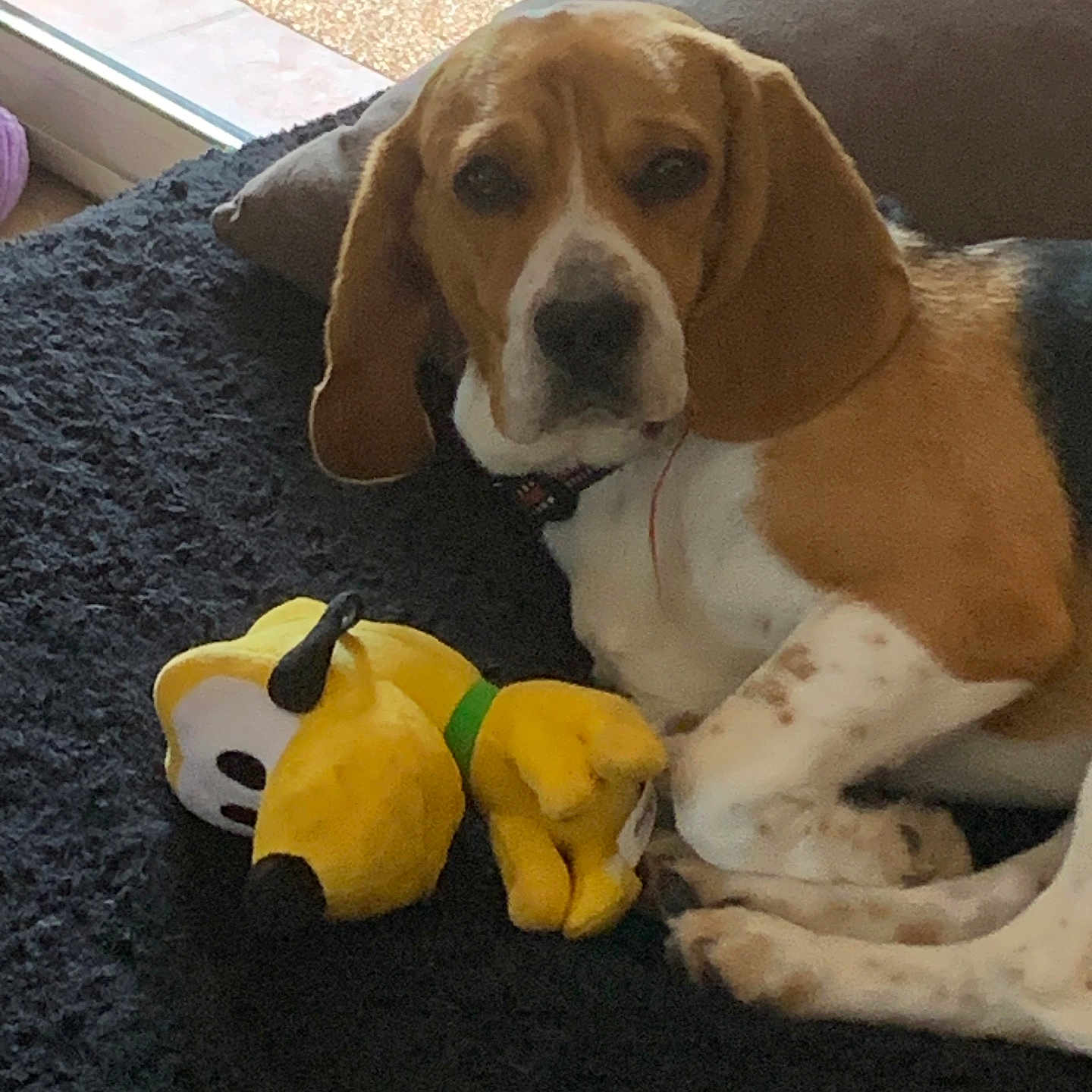 Uno a rejoint le concours — aidez-le/la à gagner de superbes lots ! dog, beagle, pet, indoor, plush_toy, blanket, pillow, window, resting, animal, cute, brown, white, black, ears, face, paw, fur, collar, toy
