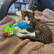 Maïa a rejoint le concours — aidez-le/la à gagner de superbes lots ! kitten, cat, toy, blanket, chair, indoor, bookshelf, books, furniture, playful, fuzzy_toy, brown_blanket, tabby_cat, white_paws, pet, cozy, home, floor_tiles, relaxing, young_cat