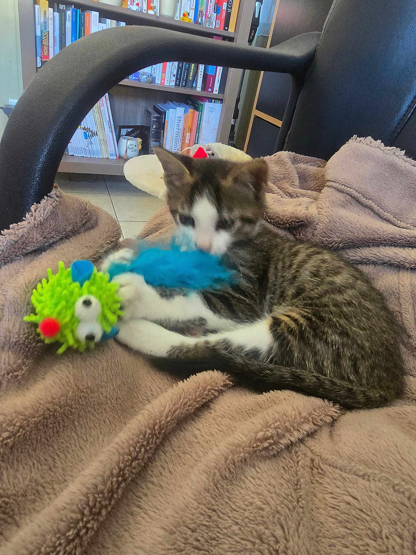 Maïa a rejoint le concours — aidez-le/la à gagner de superbes lots ! kitten, cat, toy, blanket, chair, indoor, bookshelf, books, furniture, playful, fuzzy_toy, brown_blanket, tabby_cat, white_paws, pet, cozy, home, floor_tiles, relaxing, young_cat