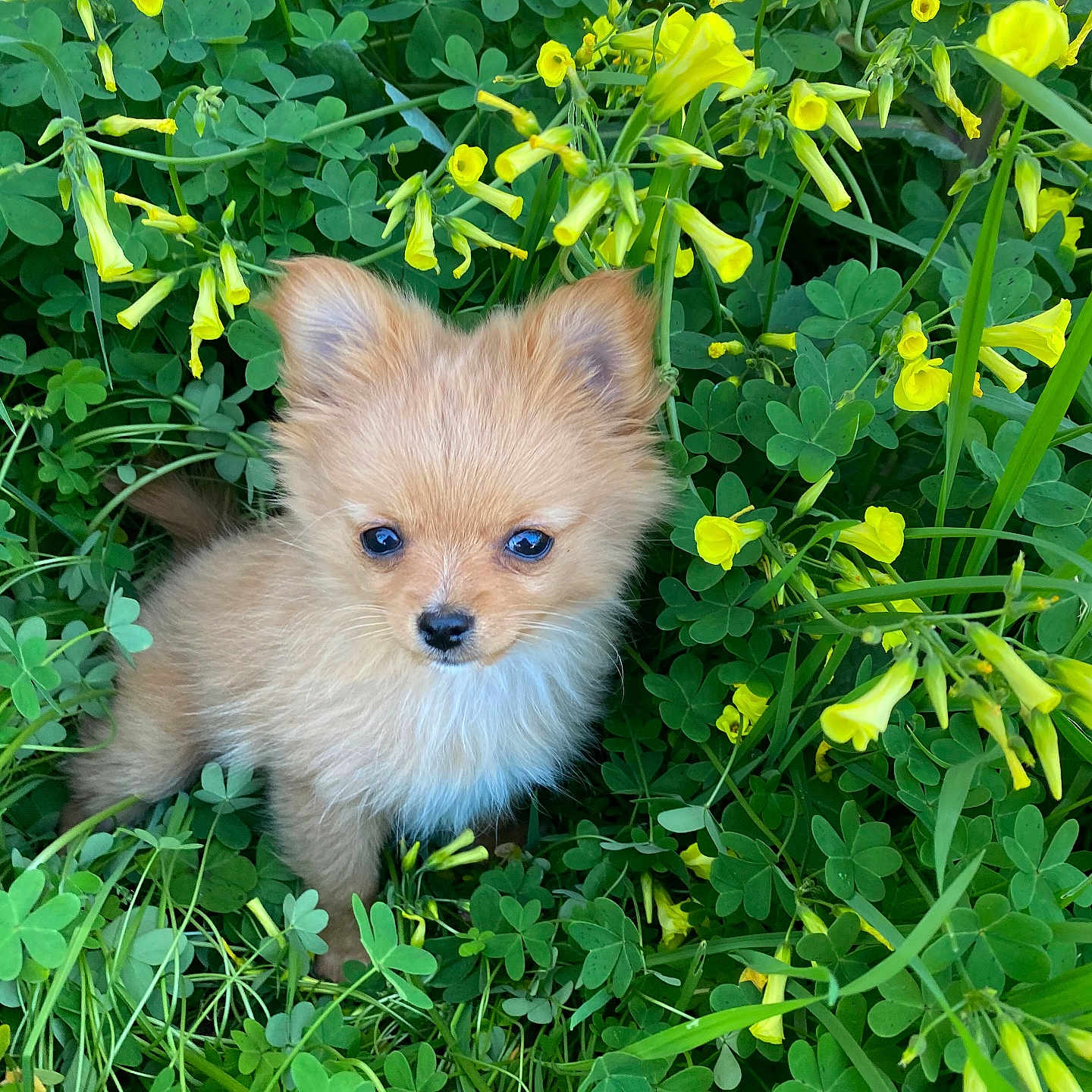 Ginger is registered to the contest to win money with this photo: animal, canine, daisy, dog, field, flower, geranium, grass, grassland, green, herbal, herbs, leaf, nature, outdoors, pet, petal, plant, puppy, vegetation