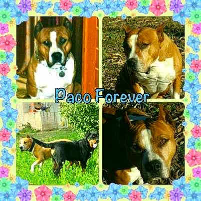 PACO