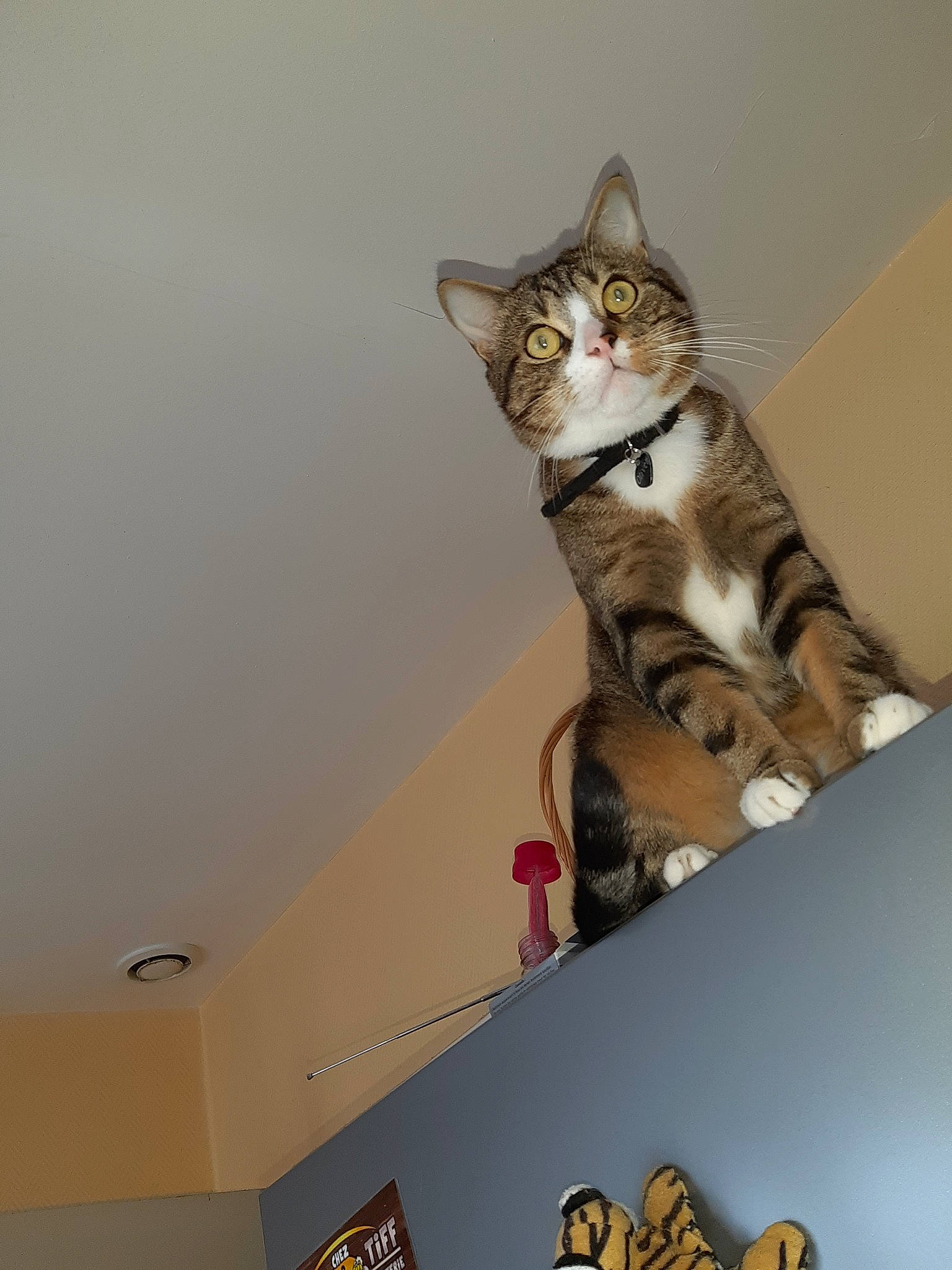 Oliver participe au concours pour gagner de l'argent avec cette photo : aegean_cat, american_shorthair, american_wirehair, asian, california_spangled, carnivore, cat, domestic_short_haired_cat, dragon_li, european_shorthair, felidae, kitten, maine_coon, ocicat, small_to_medium_sized_cats, sokoke, tabby_cat, tail, toyger, whiskers