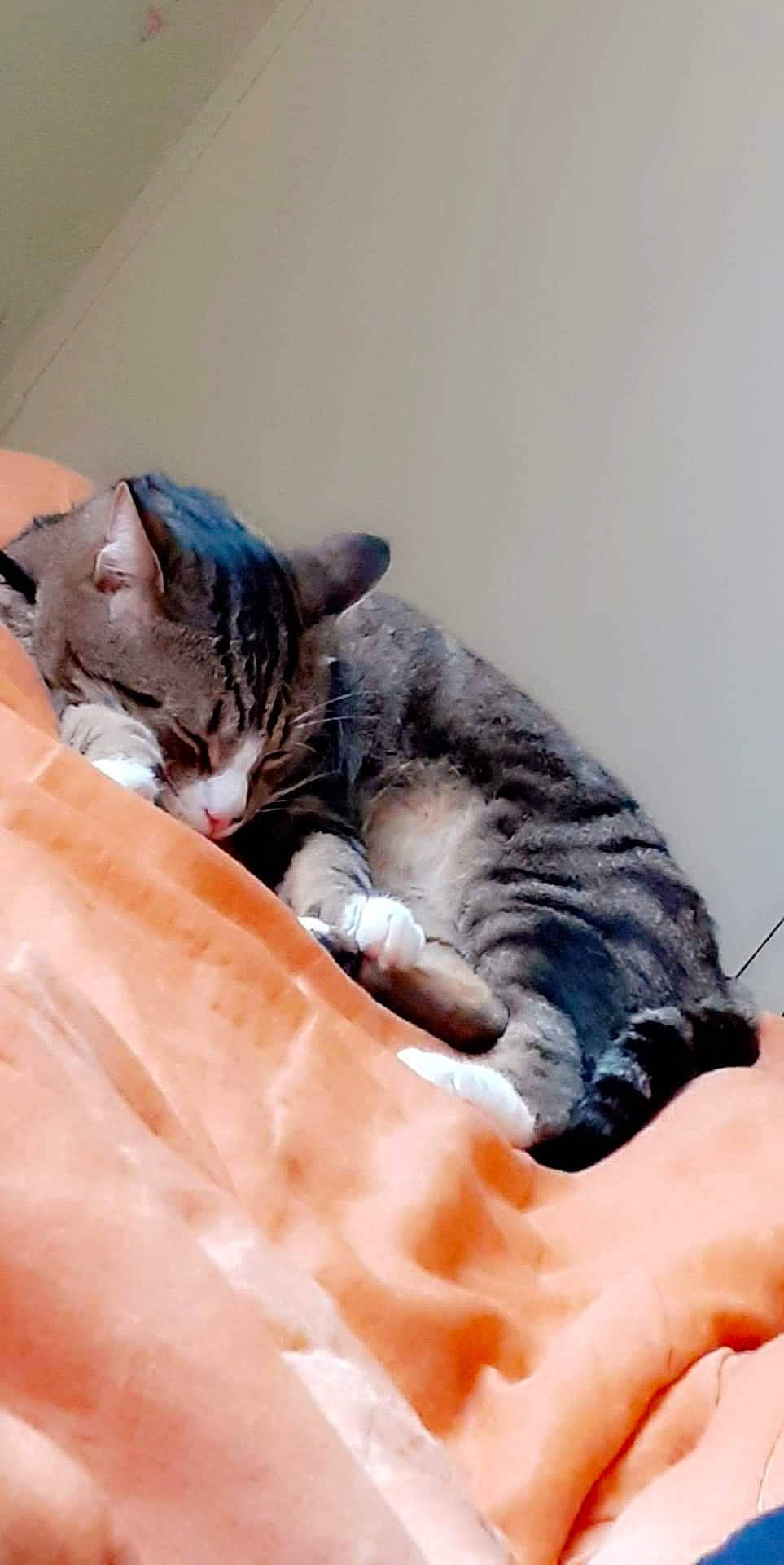 Oliver a rejoint le concours — aidez-le/la à gagner de superbes lots ! american_shorthair, asian, carnivore, cat, domestic_short_haired_cat, dragon_li, ear, european_shorthair, felidae, fur, kitten, mammal, nap, small_to_medium_sized_cats, snout, tabby_cat, whiskers