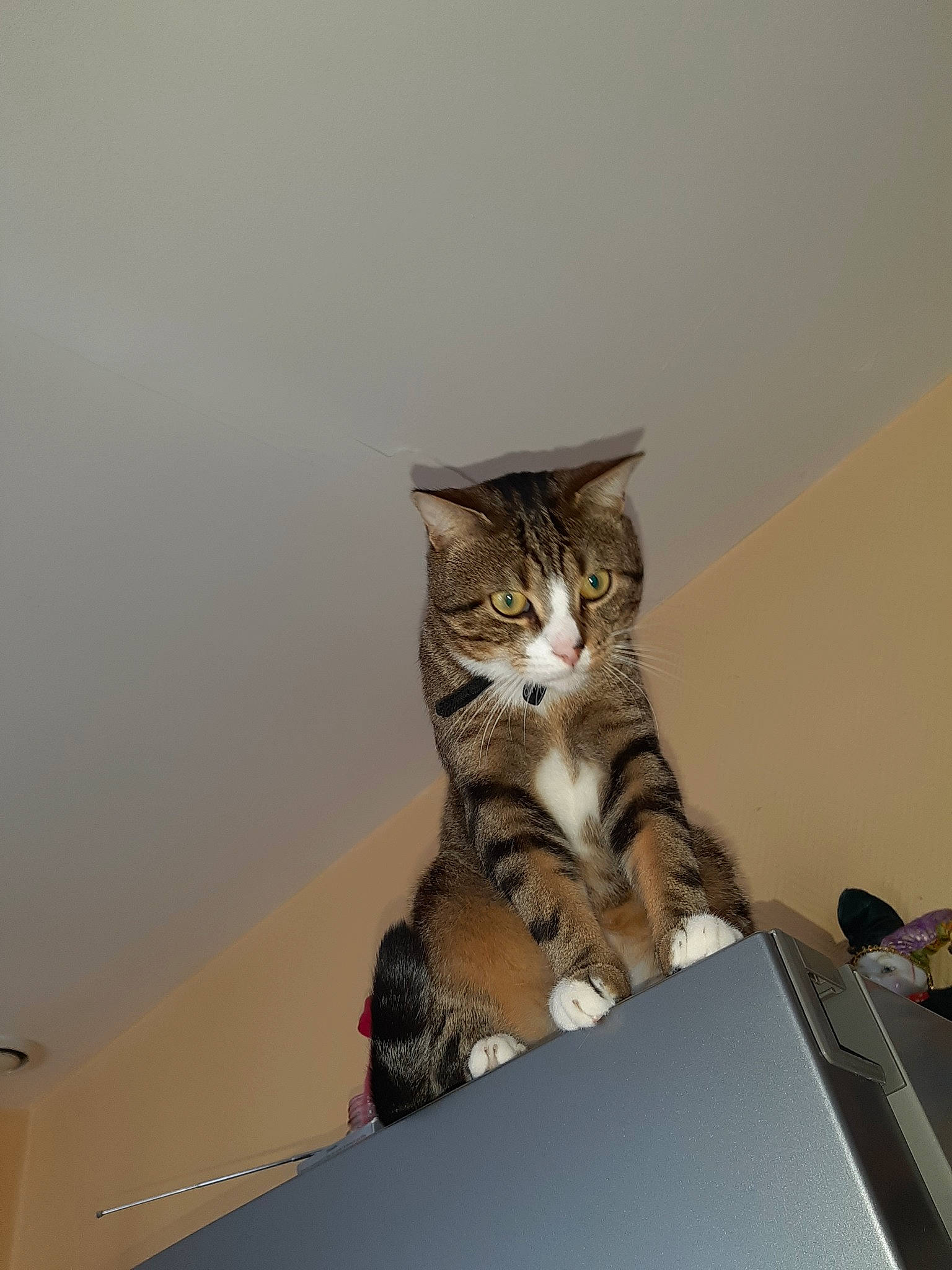 Oliver a rejoint le concours — aidez-le/la à gagner de superbes lots ! american_shorthair, asian, box, carnivore, cat, domestic_short_haired_cat, dragon_li, european_shorthair, felidae, fur, kitten, maine_coon, norwegian_forest_cat, room, siberian, small_to_medium_sized_cats, tabby_cat, toyger, whiskers