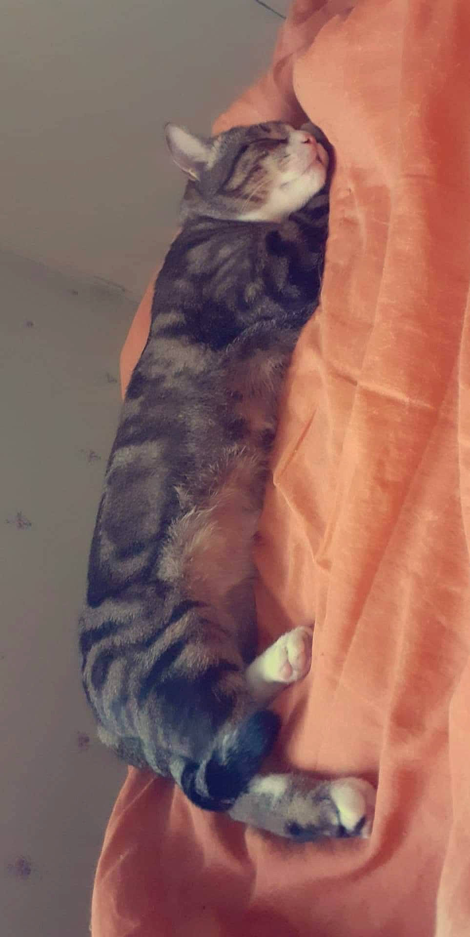 Oliver participe au concours pour gagner de l'argent avec cette photo : canidae, carnivore, cat, ear, european_shorthair, fawn, felidae, fur, german_rex, kitten, small_to_medium_sized_cats, snout, tabby_cat, tail, whiskers