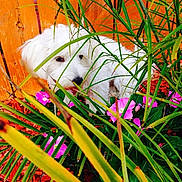 Chanel is registered to the contest to win money with this photo: dog, white_dog, flower, pink_flower, green_leaf, plant, wooden_fence, garden, outdoor, nature, pet, fur, cute, small_dog, animal, shy, hiding, colorful, leafy, playful
