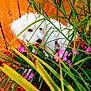 dog, white_dog, flower, pink_flower, green_leaf, plant, wooden_fence, garden, outdoor, nature, pet, fur, cute, small_dog, animal, shy, hiding, colorful, leafy, playful