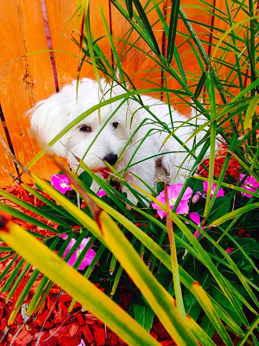 Chanel is registered to the contest to win money with this photo: dog, white_dog, flower, pink_flower, green_leaf, plant, wooden_fence, garden, outdoor, nature, pet, fur, cute, small_dog, animal, shy, hiding, colorful, leafy, playful