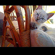 Bella participe au concours pour gagner de l'argent avec cette photo : kitten, cat, blue_eyes, wicker_chair, cushion, sunlight, indoor, pet, cute, curious, feline, paw, fur, animal, resting, home, cozy, small, young, domestic