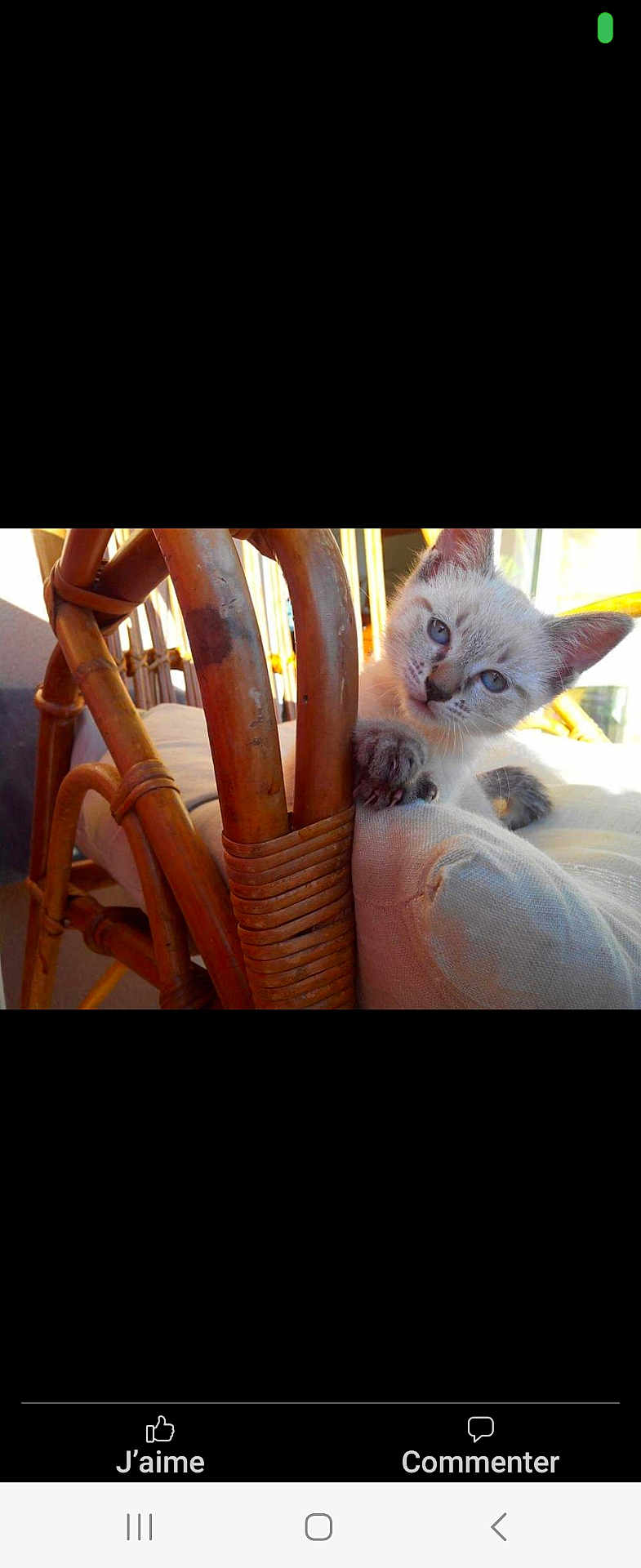 Bella participe au concours pour gagner de l'argent avec cette photo : kitten, cat, blue_eyes, wicker_chair, cushion, sunlight, indoor, pet, cute, curious, feline, paw, fur, animal, resting, home, cozy, small, young, domestic