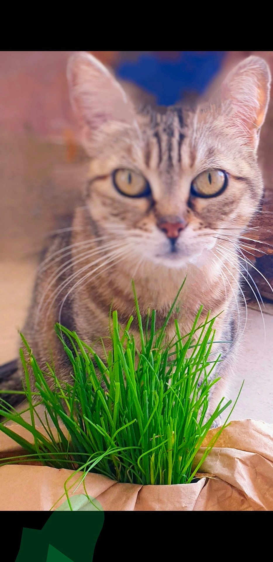 Maya a rejoint le concours — aidez-le/la à gagner de superbes lots ! cat, tabby, grass, greenery, whiskers, close_up, indoor, curious, pet, animal, brown_paper, blurred_background, yellow_eyes, feline, plant, nature, domestic, soft_light, portrait, indoor_plant