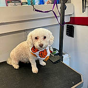 Hulk joined the competition — help win amazing prizes! dog, white_dog, small_dog, grooming_table, bandana, halloween, pumpkin, pet_grooming, indoor, pet_care, animal, fur, leash, grooming_equipment, table, clean, cute, sitting, looking, pet