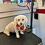 dog, white_dog, small_dog, grooming_table, bandana, halloween, pumpkin, pet_grooming, indoor, pet_care, animal, fur, leash, grooming_equipment, table, clean, cute, sitting, looking, pet