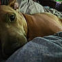 animal, bed, bedroom, blanket, bulldog, canine, couch, cushion, dog, furniture, homedecor, hound, indoors, linen, person, pet, pitbull, puppy, room, snout