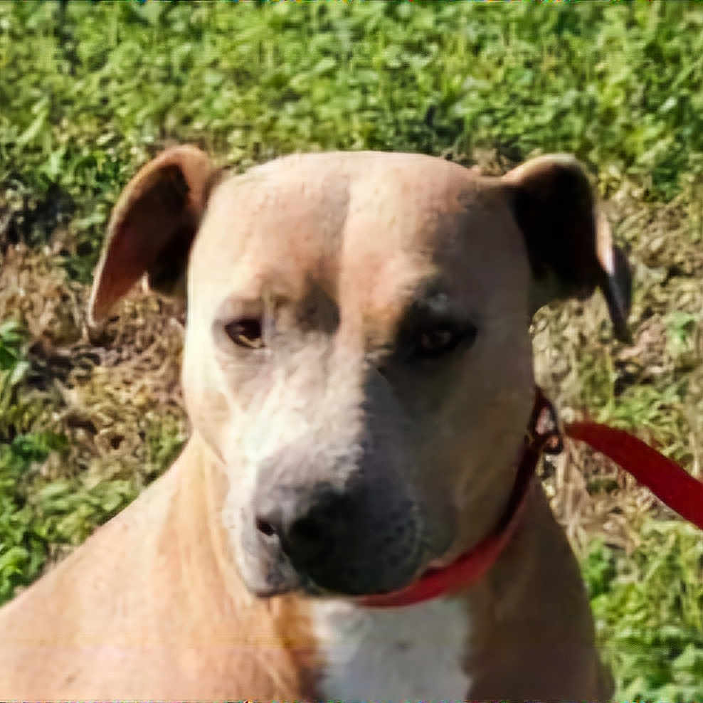 Missy joined the competition — help win amazing prizes! accessories, animal, ball, boxer, bulldog, canine, dog, greatdane, hound, labradorretriever, leash, pet, pitbull, pointer, puppy, snout, sport, strap, terrier, whitedog