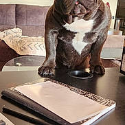 Teresa Lat joined the competition — help win amazing prizes! blanket, brown_coat, close_up, couch, curious_expression, dog, ears, french_bulldog, furniture, indoor, living_room, muzzle, notebook, paw, pen, pet, portrait, table, tongue_out, white_chest