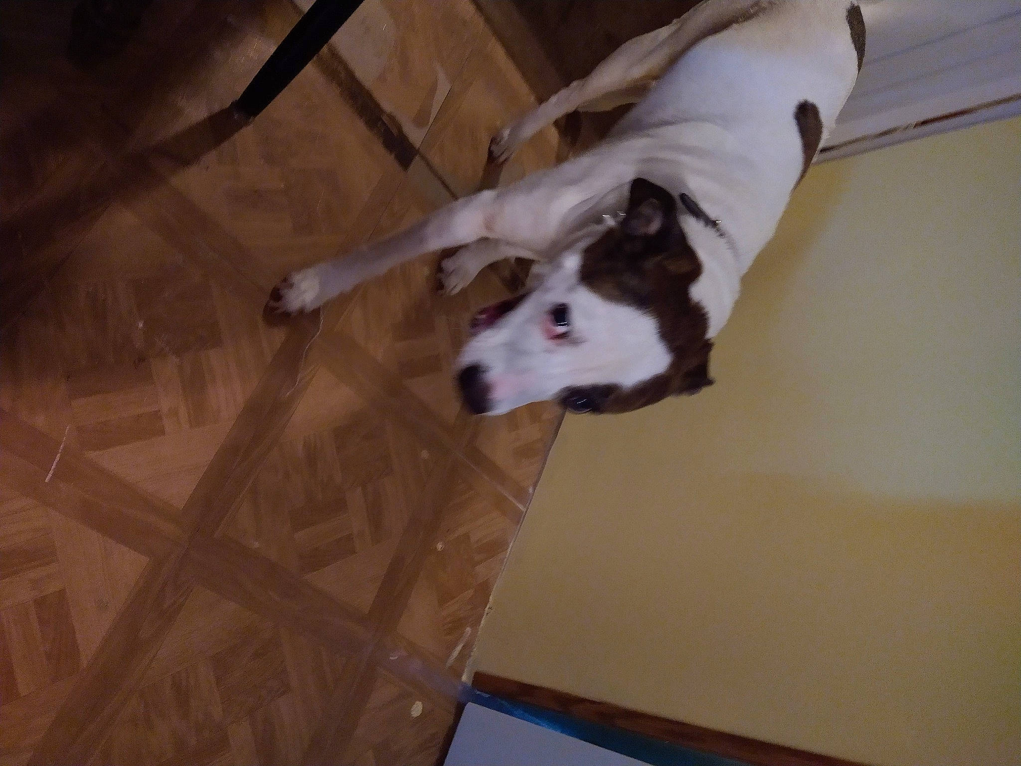 Pinky is registered to the contest to win money with this photo: canidae, carnivore, comfort, companion_dog, dog, dog_breed, fawn, felidae, floor, flooring, fur, hardwood, non_sporting_group, room, snout, sporting_group, tail, terrestrial_animal, wood, working_animal