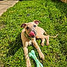 Spud is registered to the contest to win money with this photo: animal, brick_wall, chew_toy, collar, cute, dog, domestic_animal, grass, greenery, nature, outdoor, pet, playful, puppy, resting, sunlight, tongue, toy, yard, young