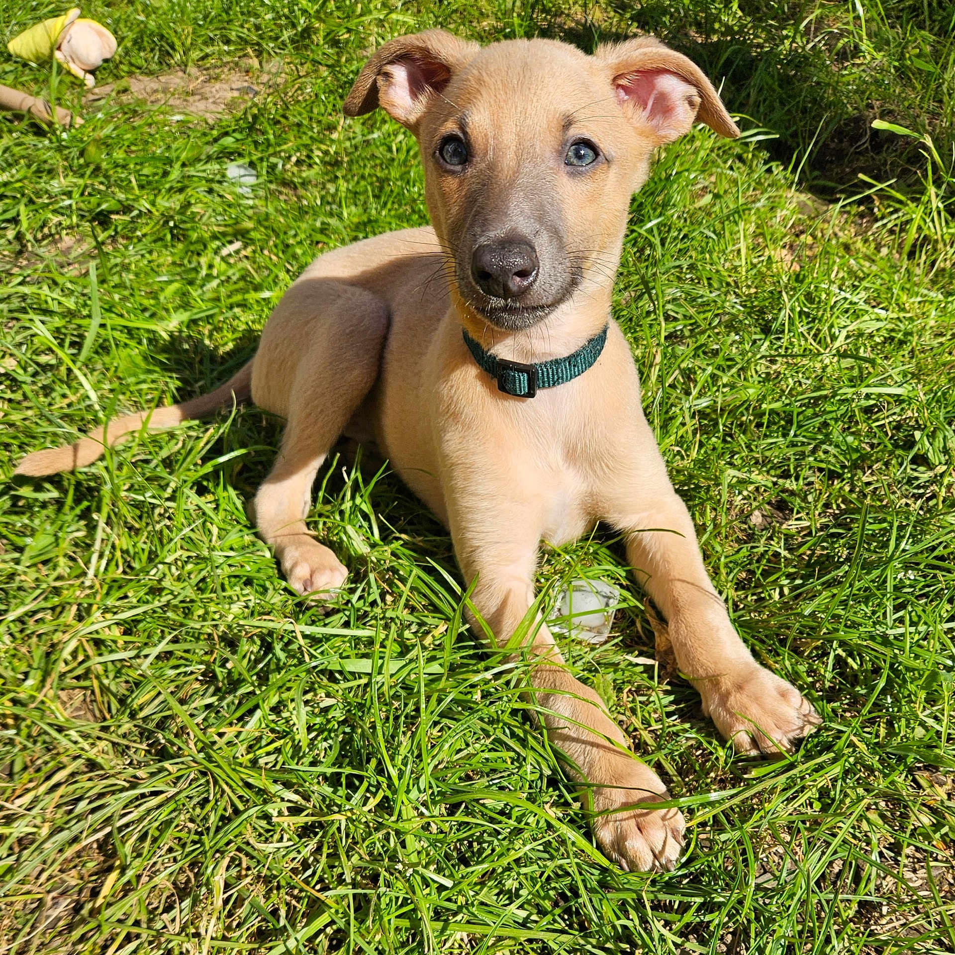 Spud is registered to the contest to win money with this photo: puppy, dog, grass, outdoor, collar, sunlight, animal, pet, canine, young, nature, green, laying_down, cute, ears, eyes, muzzle, snout, paw, summer