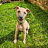 Spud is registered to the contest to win money with this photo: animal, brick_wall, canine, collar, cute, dog, fence, grass, greenery, happy, nature, outdoor, pet, playful, puppy, small_dog, smiling, sunlight, yard, young_dog