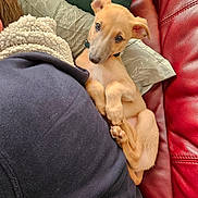 Spud is registered to the contest to win money with this photo: puppy, dog, pet, cuddling, cozy, red_leather_couch, pillow, blanket, curious, cute, indoor, human, clothing, resting, snuggling, fur, ears, nose, eyes, relaxing