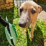 Spud is registered to the contest to win money with this photo: puppy, dog, grass, toy, outdoor, sunlight, brick_wall, gate, brown_dog, close_up, cute, pet, animal, playful, young_dog, greenery, nature, fence, sunny, curious