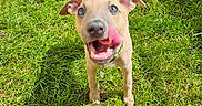 Spud joined the competition — help win amazing prizes! animal, brick_wall, canine, collar, cute, dog, grass, greenery, happy, nature, outdoor, pet, playful, puppy, shadow, sunlight, sunny, tongue, yard, young