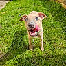 animal, brick_wall, canine, collar, cute, dog, grass, greenery, happy, nature, outdoor, pet, playful, puppy, shadow, sunlight, sunny, tongue, yard, young