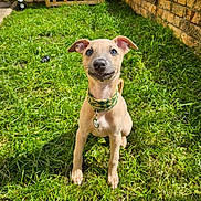 Spud is registered to the contest to win money with this photo: animal, backyard, brick_wall, collar, cute, dog, ears, garden, grass, greenery, nature, nose, outdoor, pet, playful, puppy, sitting, sunlight, tag, young_dog