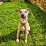 animal, backyard, brick_wall, collar, cute, dog, ears, garden, grass, greenery, nature, nose, outdoor, pet, playful, puppy, sitting, sunlight, tag, young_dog