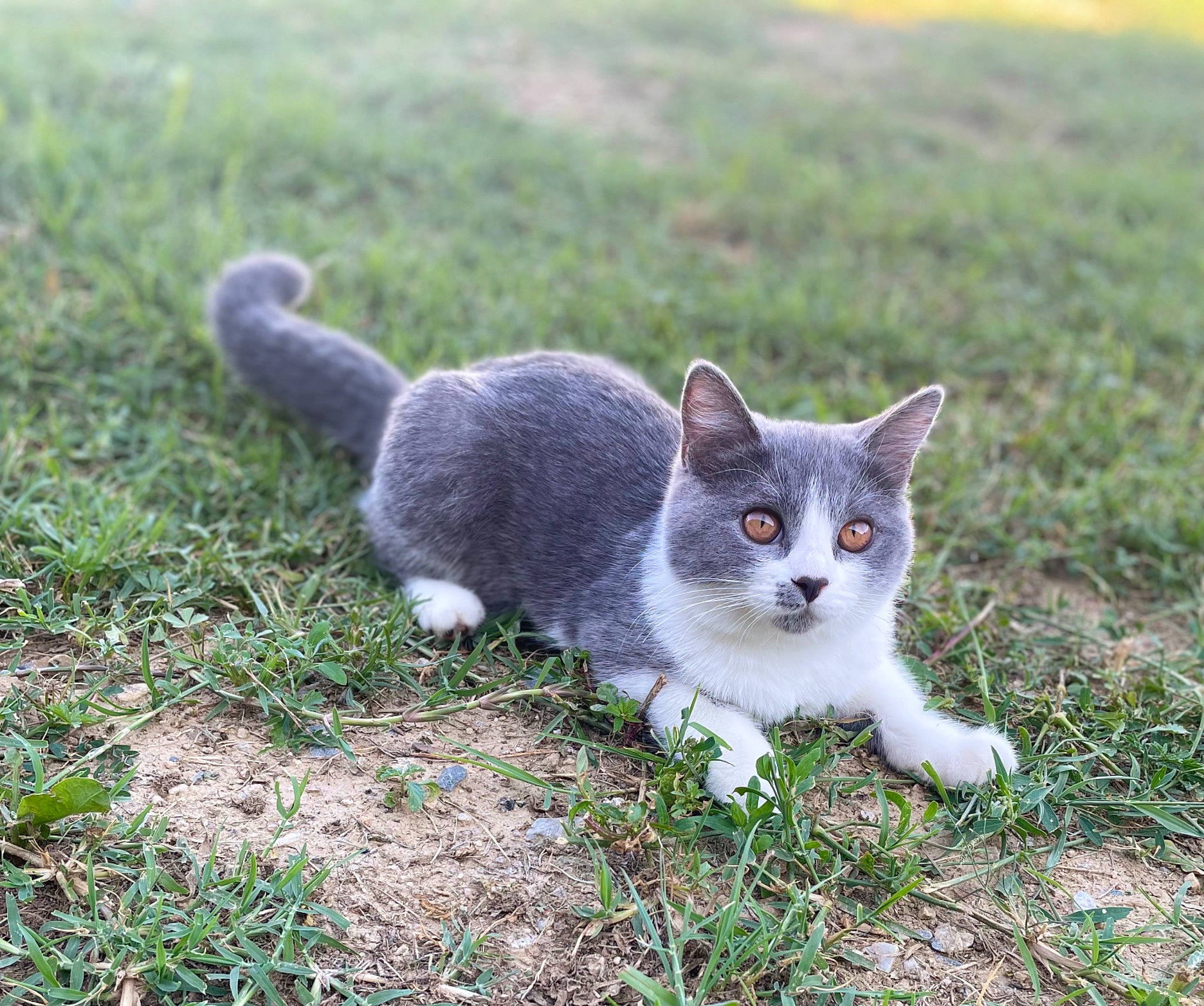 Souky participe au concours pour gagner de l'argent avec cette photo : carnivore, cat, domestic_short_haired_cat, eye, felidae, fur, grass, groundcover, plant, sitting, small_to_medium_sized_cats, snout, tail, terrestrial_animal, tree, whiskers, wildlife