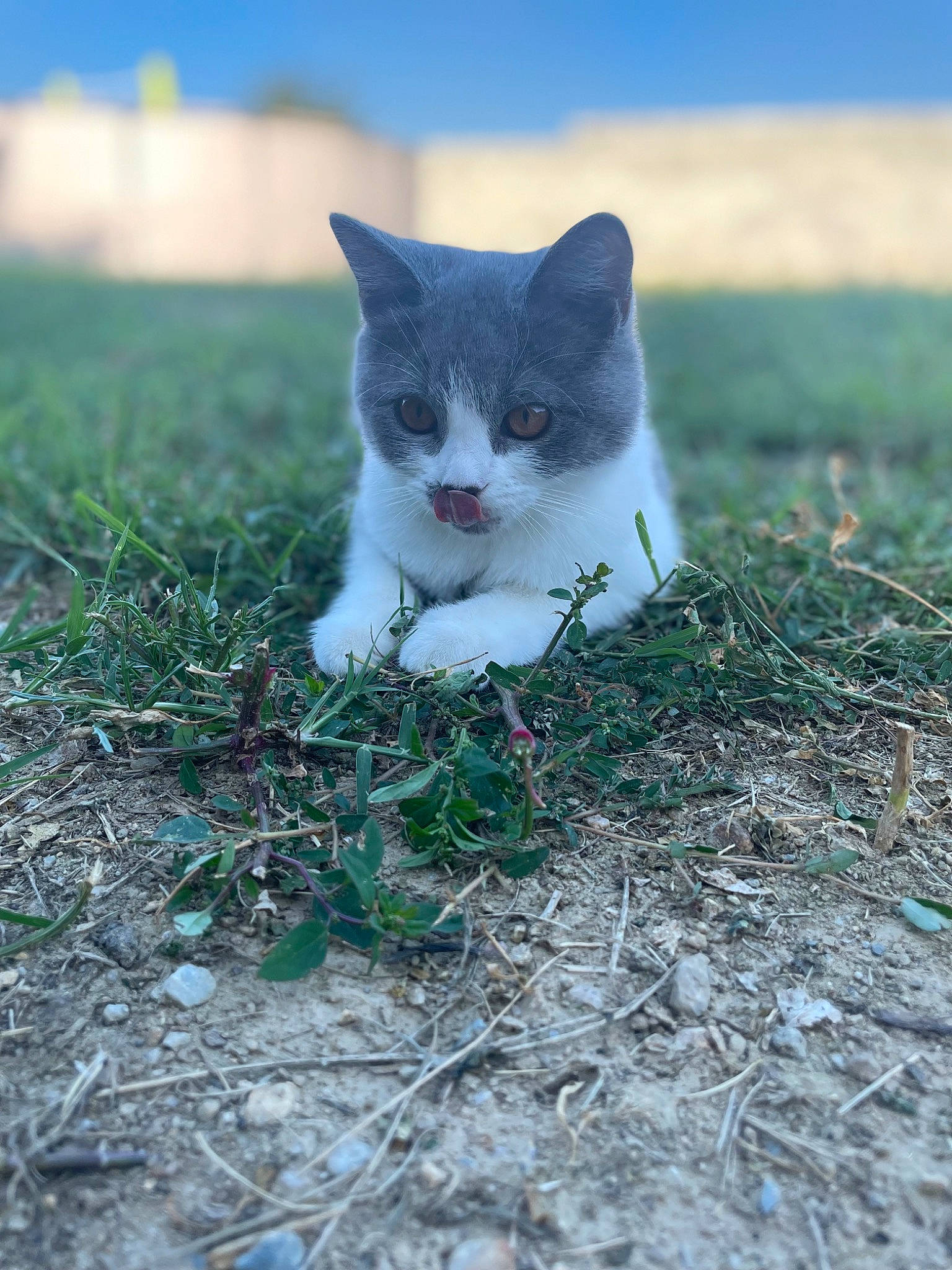 Souky a rejoint le concours — aidez-le/la à gagner de superbes lots ! art, carnivore, cat, eye, fawn, felidae, fur, grass, grass_family, grassland, nature, plant, sky, small_to_medium_sized_cats, snout, soil, tail, terrestrial_animal, tree, whiskers