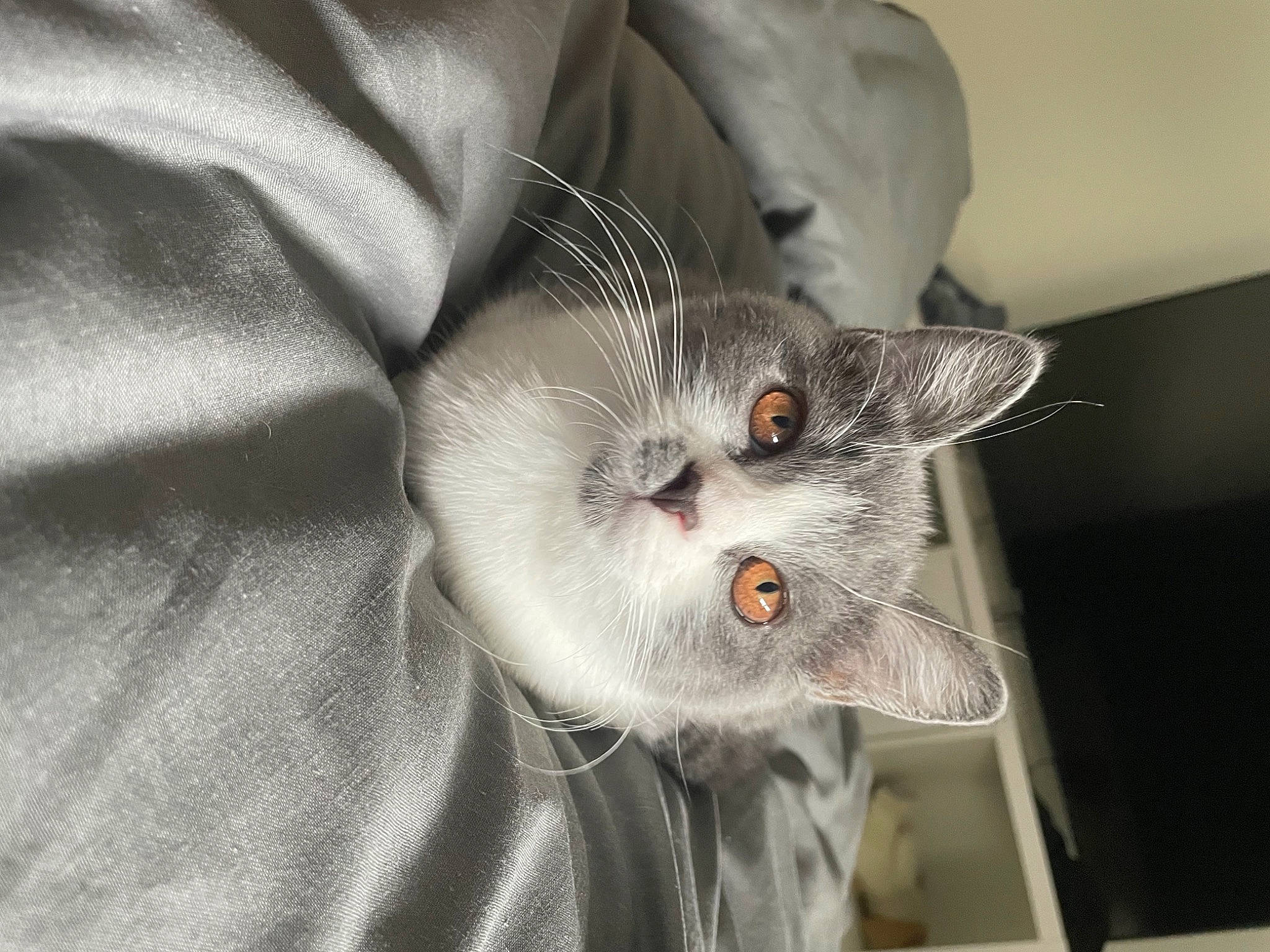 Souky a rejoint le concours — aidez-le/la à gagner de superbes lots ! birman, carnivore, cat, claw, comfort, domestic_short_haired_cat, ear, felidae, fur, grey, paw, russian_blue, small_to_medium_sized_cats, snout, whiskers