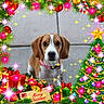 animal, beagle, brown_and_white, christmas, christmas_tree, collar, dog, eyes, face, floppy_ears, gifts, holiday_decoration, nose, ornaments, pet, pink_collar, portrait, presents, sitting, sparkles
