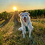 Luffy participe au concours pour gagner de l'argent avec cette photo : animal, canine, daylight, dog, field, grass, greenery, happy, harness, nature, outdoor, pet, rural, sitting, sky, sun, sunset, tongue_out, vineyard, white_dog