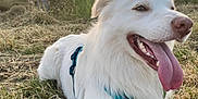 Luffy participe au concours pour gagner de l'argent avec cette photo : animal, canine, collar, dog, field, fur, grass, happy, leisure, muzzle, nature, outdoor, pet, resting, summer, sunlight, sunset, tongue_out, vineyard, white_dog