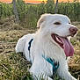 animal, canine, collar, dog, field, fur, grass, happy, leisure, muzzle, nature, outdoor, pet, resting, summer, sunlight, sunset, tongue_out, vineyard, white_dog