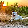 Luffy participe au concours pour gagner de l'argent avec cette photo : animal, canine, daylight, dog, field, flora, grass, greenery, happy, nature, outdoor, pet, relaxing, rural, scenic, sunlight, sunset, tongue_out, vineyard, white_dog