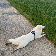 Luffy a rejoint le concours — aidez-le/la à gagner de superbes lots ! animal, clouds, countryside, daylight, dog, grass, gravel_path, green_field, harness, lying_down, nature, outdoor, peaceful, pet, relaxed, rural, sky, summer, tongue_out, white_dog