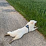 animal, clouds, countryside, daylight, dog, grass, gravel_path, green_field, harness, lying_down, nature, outdoor, peaceful, pet, relaxed, rural, sky, summer, tongue_out, white_dog