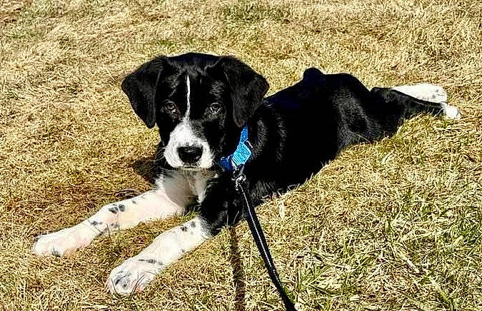 Joey joined the competition — help win amazing prizes! borador, canidae, carnivore, chair, collar, companion_dog, dog, dog_breed, dog_collar, dog_supply, grass, gun_dog, herding_dog, leash, plant, snout, sporting_group, whiskers, working_animal, working_dog