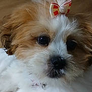 Missie joined the competition — help win amazing prizes! animal, basket, blanket, bow, brown, closeup, collar, cute, dog, floor, fluffy, fur, indoor, pet, portrait, puppy, relaxing, soft, toy, white