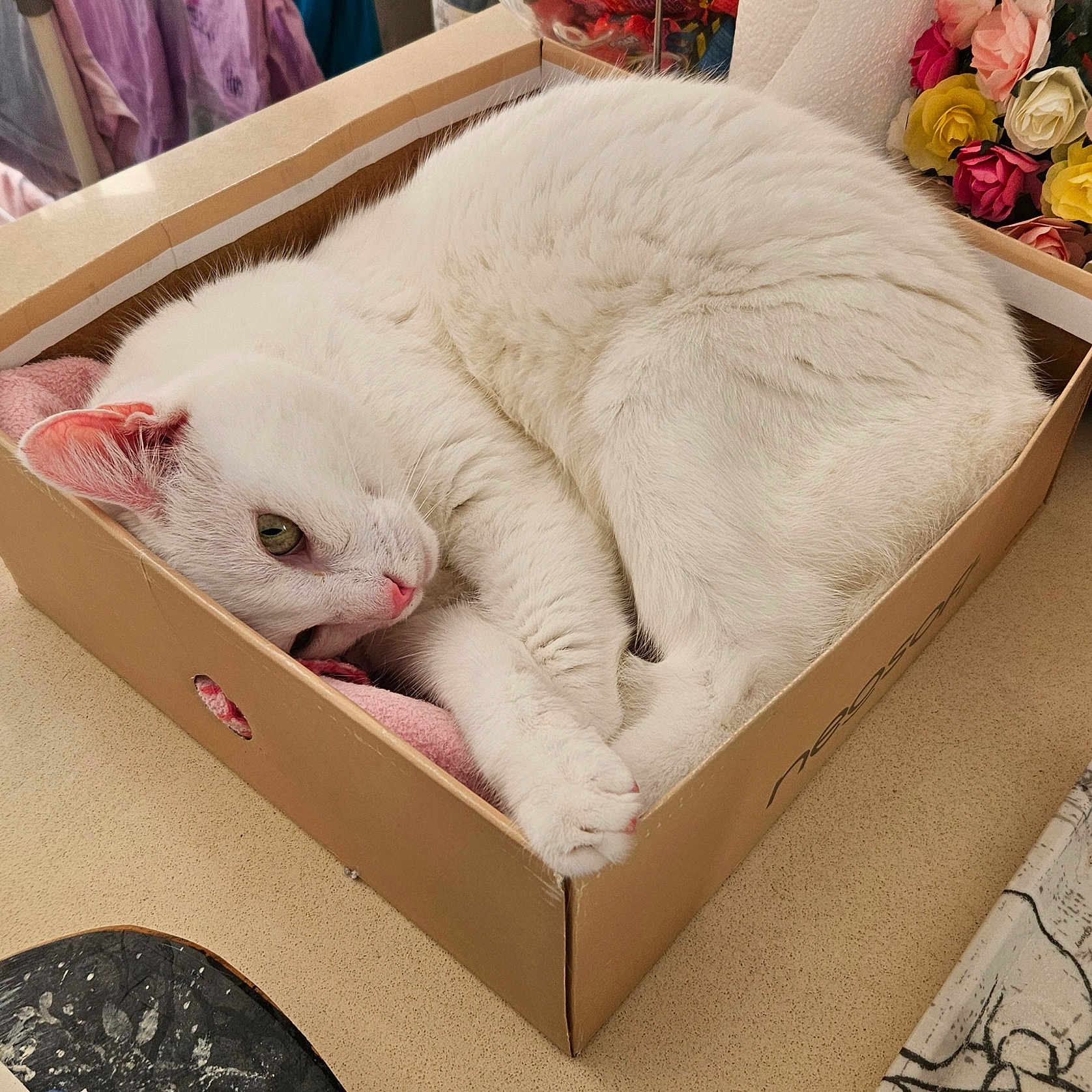 Coco participe au concours pour gagner de l'argent avec cette photo : animal, basket, box, canine, cardboard, cat, child, crate, dog, dogbed, female, flower, girl, kitten, manx, person, pet, plant, rose, sleeping