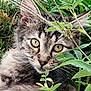 Simba a rejoint le concours — aidez-le/la à gagner de superbes lots ! cat, tabby, green_eyes, grass, leaves, outdoor, nature, close_up, curious, animal, pet, feline, whiskers, ears, fur, wildlife, camouflage, portrait, young_cat, alert